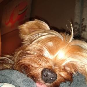 Meet your Posher, Craig